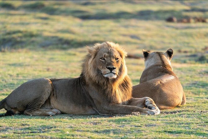 Kenya safari - Full-day Maasai Mara game drive: packed lunch and a second shot at sightings