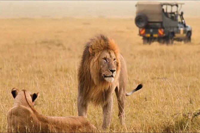 Kenya safari - Back to Nairobi on fly-home day: airport drop-off and optional city time