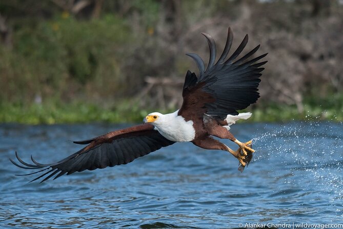 Kenya Safari: Amboseli, Lake Naivasha & Masai Mara - Masai Mara Arrival Day: First Game Drive in the Great Rift Valley