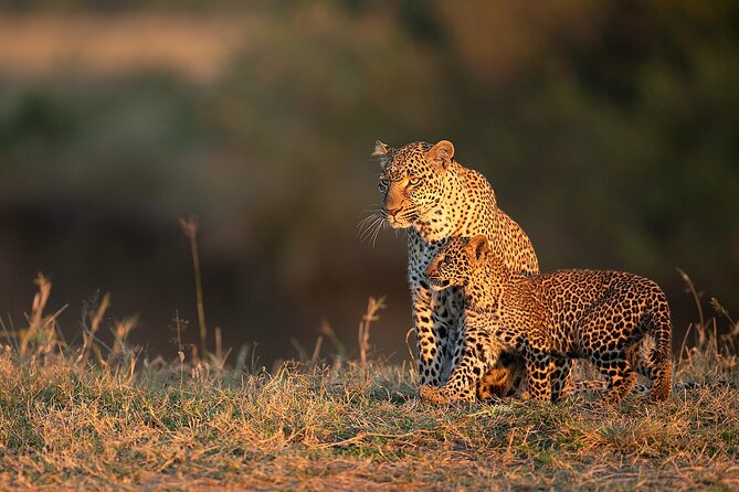 Kenya Safari: Amboseli, Lake Naivasha & Masai Mara - Masai Mara Full-On Wildlife Days: Morning and Afternoon Drives With Packed Options