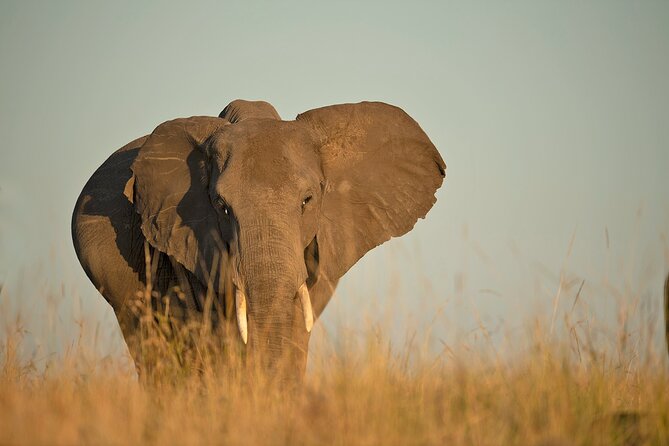 Kenya Safari: Amboseli, Lake Naivasha & Masai Mara - Value for $1,650: What You Are Actually Paying For