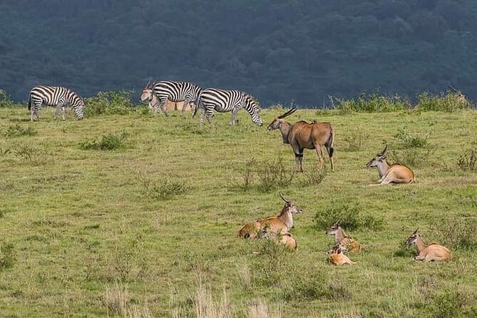 Kenya safari - Nairobi first day: airport pickup and optional sights like Giraffe Centre and Bomas