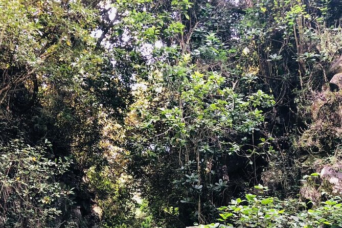 Kilimanjaro Wanderlust Day Hike - The Mt Kilimanjaro Stop: Views, Pace, and a Real Rainforest Feel