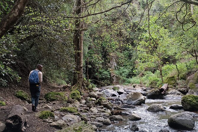 Kilimanjaro Wanderlust Day Hike - Terrain and Fitness: What Moderate Means in Practice