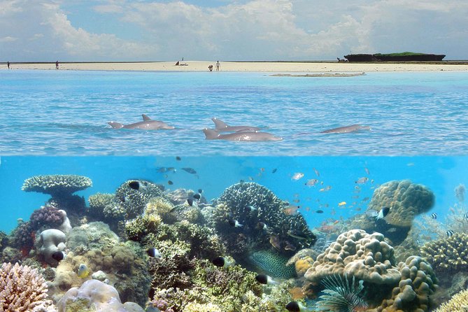 Kisite Marine Park Private Boat Snorkeling with breakfast & Lunch - Key Things You’ll Notice on This Kisite and Wasini Private Boat Day