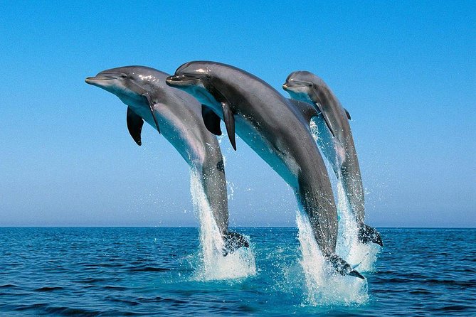 Kisite Marine Park Private Boat Snorkeling with breakfast & Lunch - Price and Value: Is $161.44 Fair for This 8-Hour Day?