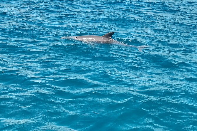 Kisite Mpunguti Day Trip. A day of Oceanic Wonders - Tips to make the day smoother (based on how the schedule behaves)