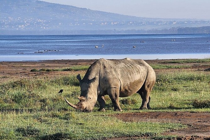 Lake Naivasha And Lake Nakuru Overnight Tour - Lake Naivasha boat ride: hippos up close, birds on the water