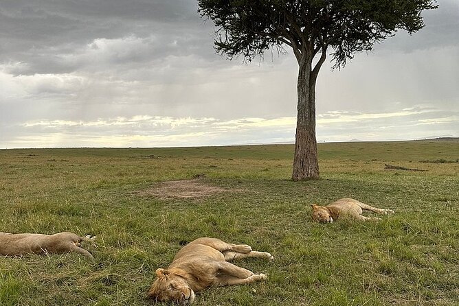 Lake Naivasha And Lake Nakuru Overnight Tour - Driver-guide and open-roof van: what “included” really buys you