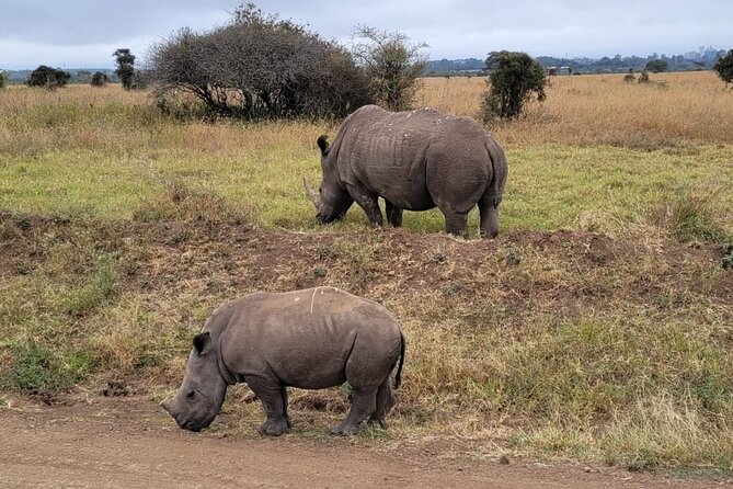 Lake Naivasha And Lake Nakuru Overnight Tour - Lake Nakuru: rhinos, lions, and a bird list you’ll remember