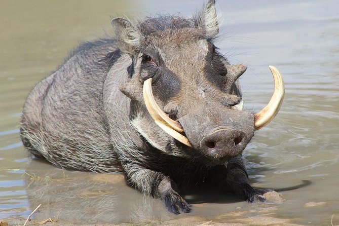 Lake Naivasha & Crescent island day trip. - Who This Day Trip Suits Best