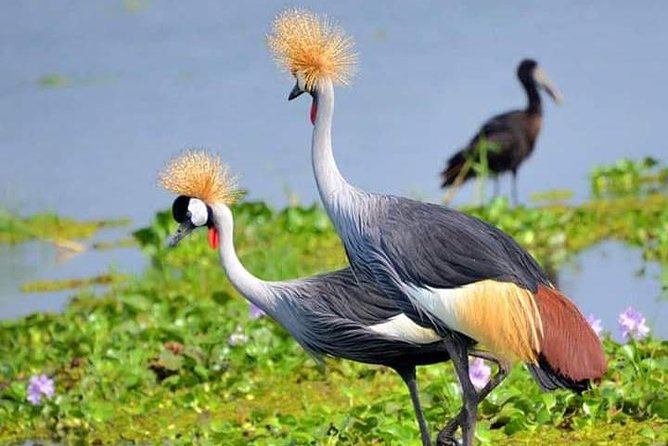 Lake Naivasha & Crescent island day trip. - The Morning Drive: Rift Valley Farms to Escarpment and Longonot