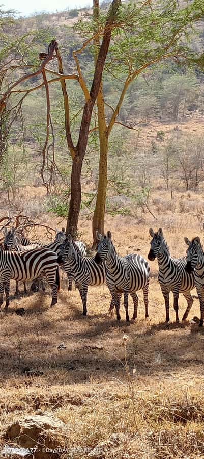 Lake Naivasha: Crescent Island Game Sanctuary - Boat Safari on Lake Naivasha: Hippos, Waterbucks, and Big Birds