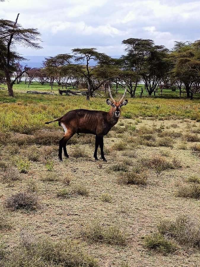 Lake Naivasha: Crescent Island Game Sanctuary - Who Should Book This Trip, and Who Might Want Another Option