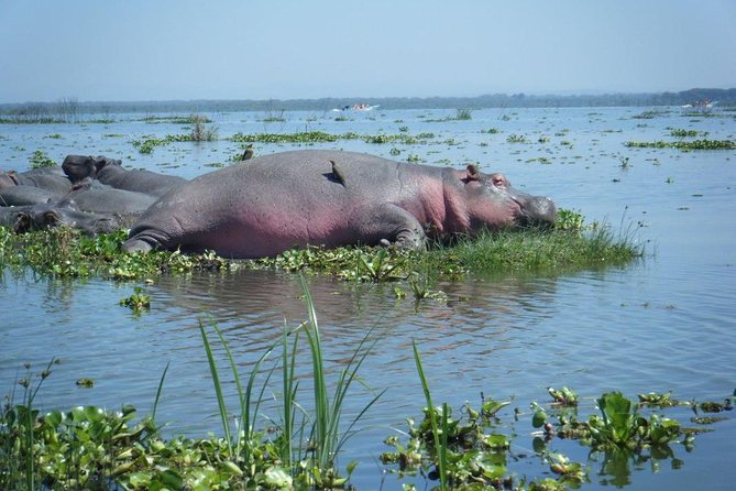 Lake Naivasha day tour including the crescent island - Price and Value: What You Really Pay for This Kind of Day