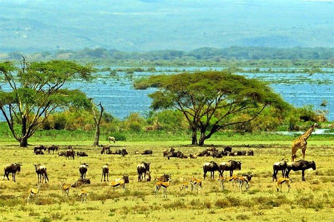Lake Naivasha day tour including the crescent island - Best Fit: Who Will Love This Tour, and Who Might Want Another Option