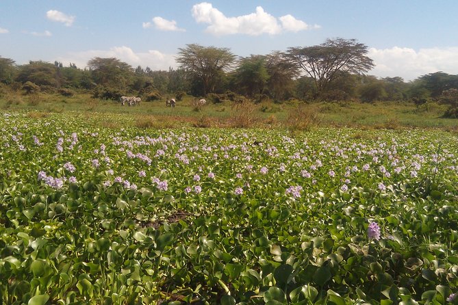 Lake Naivasha Private Day Tour with Boat Ride from Nairobi - Key highlights you will care about