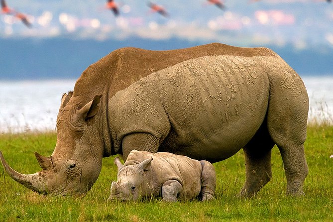 Lake Nakuru Day Trip From Nairobi - Key things I’d bank on in this Lake Nakuru day trip