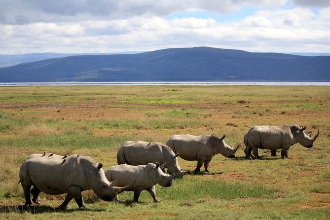 Lake Nakuru Day Trip From Nairobi - Animals you might realistically spot, and what the park is best at