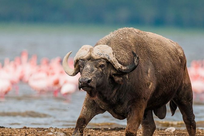 Lake Nakuru Day Trip From Nairobi - Price, entrance fees, and how to budget without surprises