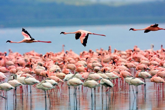 Lake Nakuru Day Trip From Nairobi - How long the day really takes and why timing matters