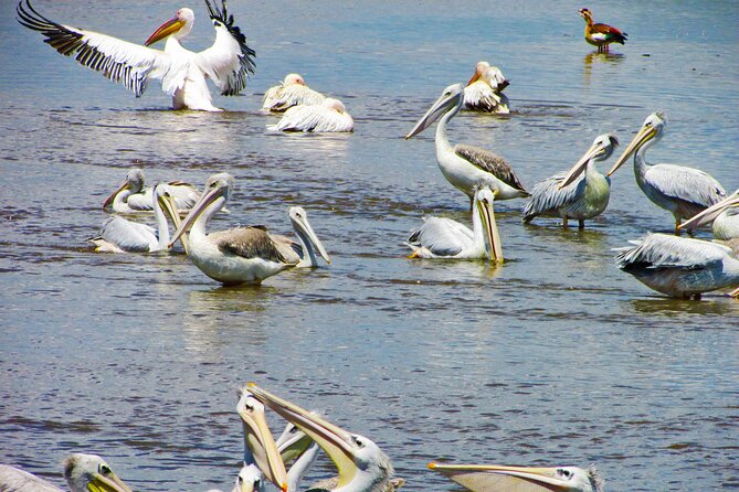 Lake Nakuru Day Trip Safari - & Optional Lake Naivasha Boat - Getting Started at 5:00 am: Pickup, Drive Comfort, and a Realistic Schedule