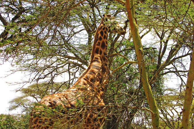 Lake Nakuru Day Trip Safari - & Optional Lake Naivasha Boat - Makalia Waterfalls: A Short Stop That Actually Lets You Feel the Place