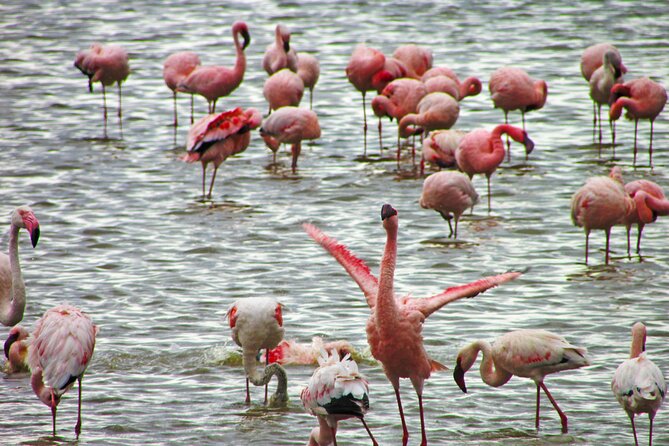 Lake Nakuru Day Trip Safari - & Optional Lake Naivasha Boat - Baboon Cliff and the Lunch-View Combo, Plus How to Handle the Baboons