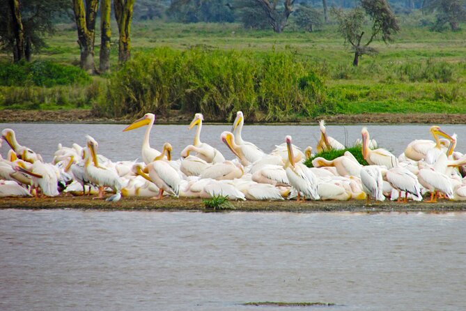 Lake Nakuru Day Trip Safari - & Optional Lake Naivasha Boat - Lake Naivasha: Boat Safari Options, Hippos on the Shore, and Bird Time
