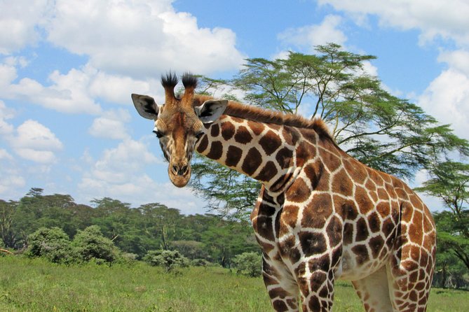 Lake Nakuru Day Trip Safari - & Optional Lake Naivasha Boat - Crescent Island Game Sanctuary Walk: Up Close, With No Predators