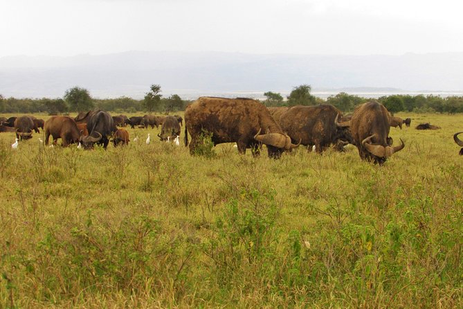 Lake Nakuru Day Trip Safari - & Optional Lake Naivasha Boat - The Rift Valley View Point: A Photo Break That Feels Worth It