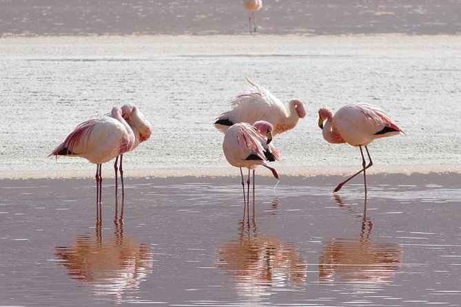 Lake Nakuru, Naivasha & Masai Mara 4 Days Private Jeep Safari - What makes the private guide matter on safari (and how to spot a good match)