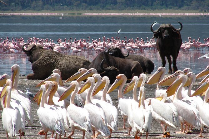 Lake Nakuru National Park & Boat Ride at Lake Naivasha Day Tour From Nairobi - Key things to know before you go