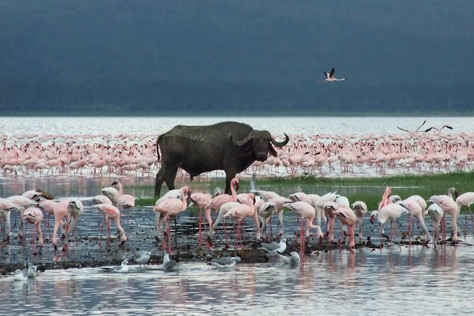 Lake Nakuru National Park & Boat Ride at Lake Naivasha Day Tour From Nairobi - Your driver guide can make or break the day