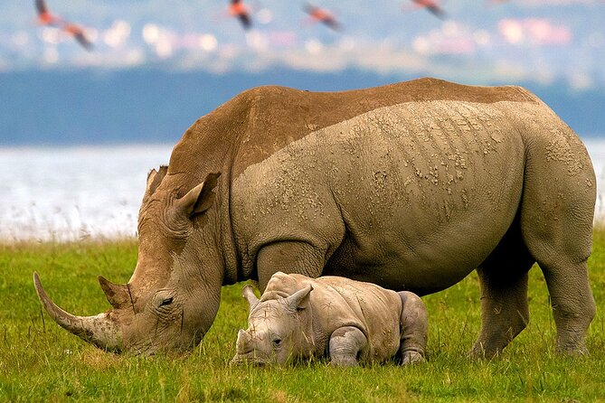 Lake Nakuru National Park & Boat Ride at Lake Naivasha Day Tour From Nairobi - Lake Nakuru game drive: rhinos, lions, and the joy of real spotting