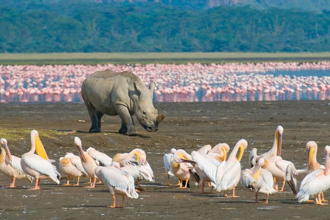 Lake Nakuru National Park: Day Trip from Nairobi - Key Highlights Worth Waking Up For