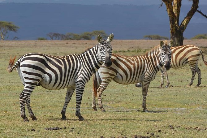 Lake Nakuru National Park: Day Trip from Nairobi - The Game Drive Portion: How to Get Better Sightings in Less Time