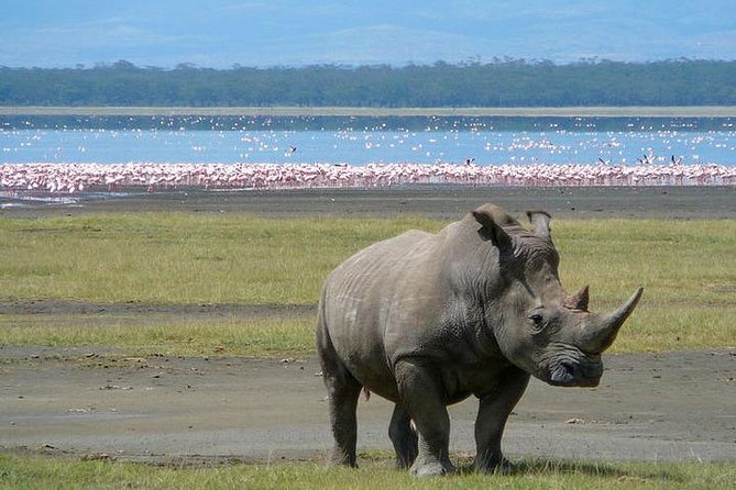 Lake Nakuru National Park: Day Trip from Nairobi - Group Size, Timing, and Comfort: What Your Day Will Feel Like