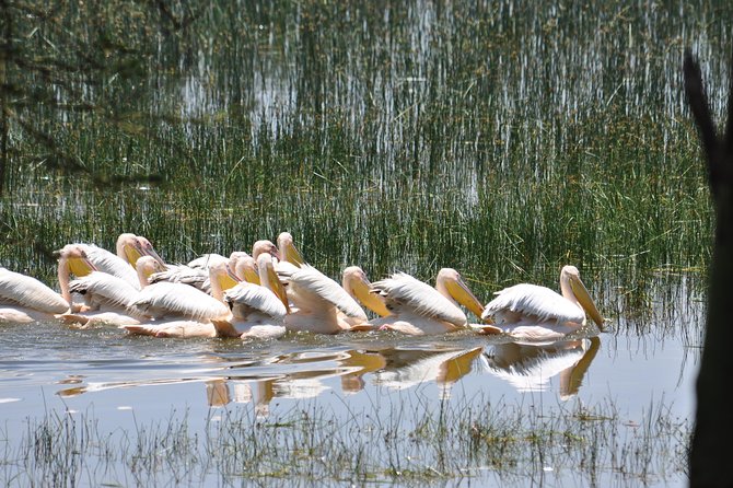 Lake Nakuru National Park daytrip - A 12-hour Lake Nakuru safari, squeezed in the best way