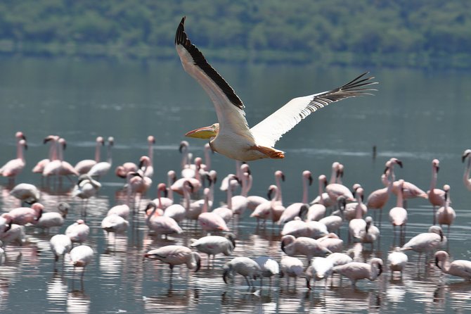 Lake Nakuru National Park daytrip - Lake Nakuru National Park: flamingos, 400+ birds, and real safari variety