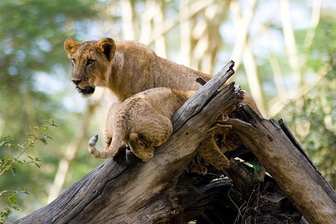 Lake Nakuru National Park daytrip - Guides and driving style: why punctuality becomes part of the safari