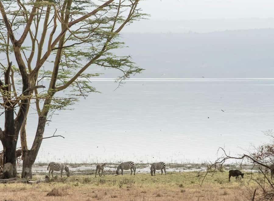 Lake Nakuru National Park: Daytrip in a 4X4 Private Jeep - Why Lake Nakuru fits a Nairobi day trip
