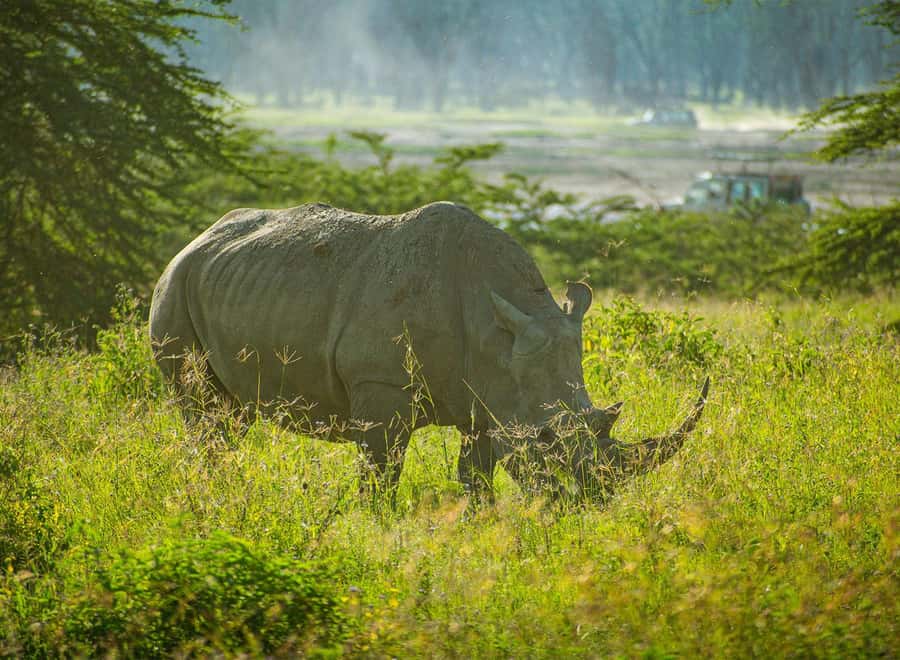 Lake Nakuru National Park: Daytrip in a 4X4 Private Jeep - The 6:00 am start, Rift Valley photo stops, and what to expect