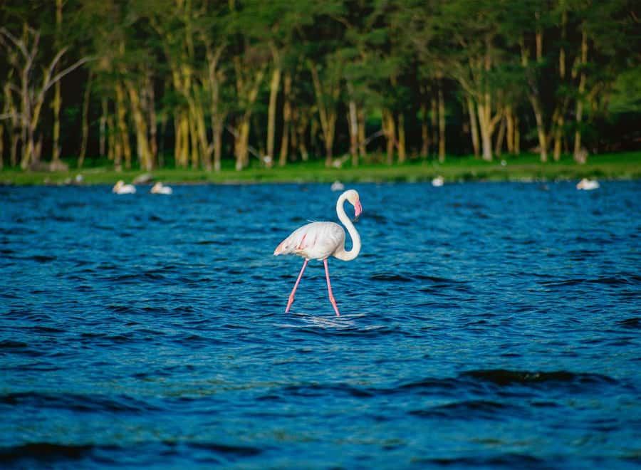 Lake Nakuru National Park: Daytrip in a 4X4 Private Jeep - The private 4x4 Land Cruiser setup (and why it matters)