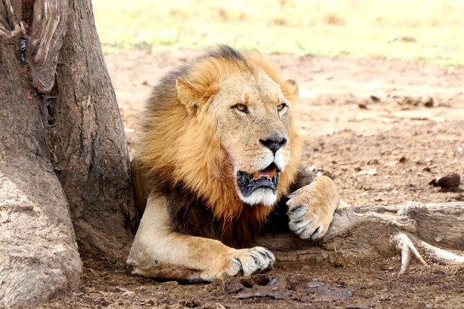 Lake Nakuru NP Half-Day Safari - Key Highlights You’ll Actually Feel on This Safari
