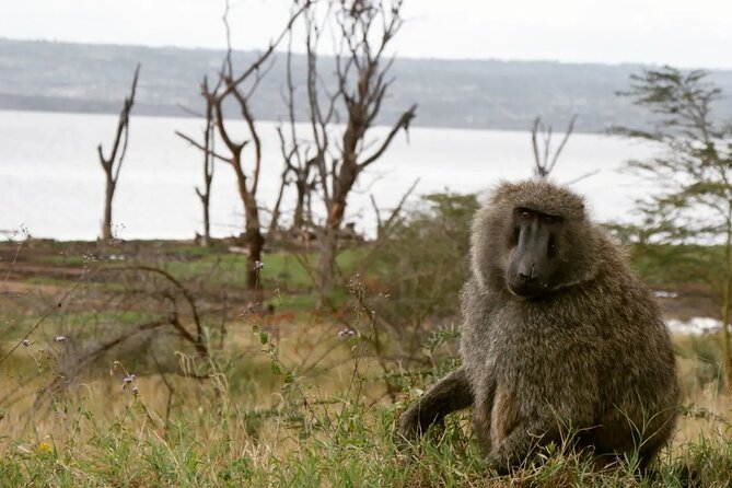 Lake Nakuru NP Half-Day Safari - Lake Nakuru National Park: Flamingos, Pelicans, and Why the Numbers Change