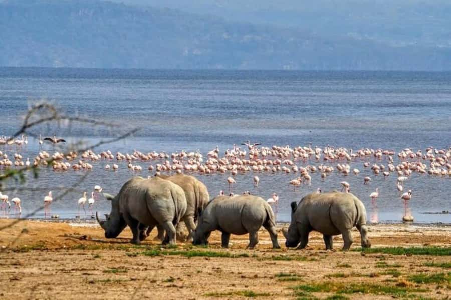 Lakes Nakuru& Naivasha National Park Wildlife Highlights - Key things to know before you go