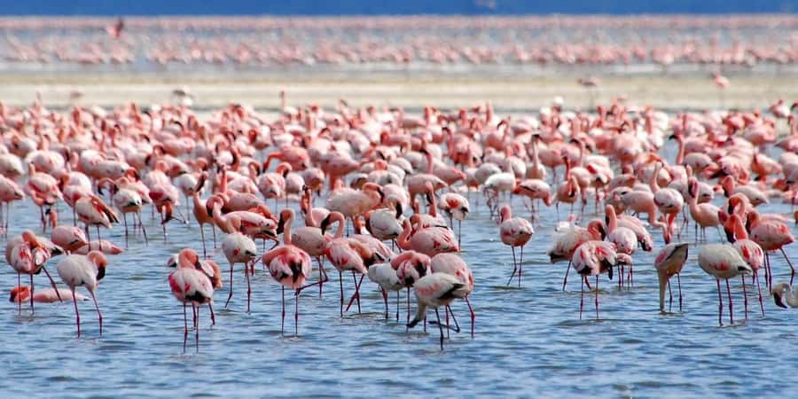 Lakes Nakuru& Naivasha National Park Wildlife Highlights - Rift Valley views and a fast start from Nairobi