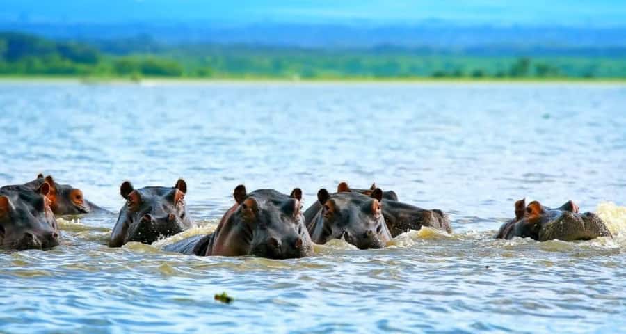 Lakes Nakuru& Naivasha National Park Wildlife Highlights - Flamingo time: how the morning shapes your photos