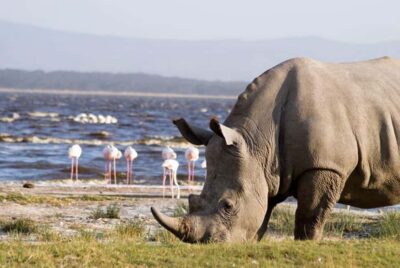 Lakes Nakuru& Naivasha National Park Wildlife Highlights